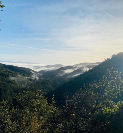 Uvas Canyon